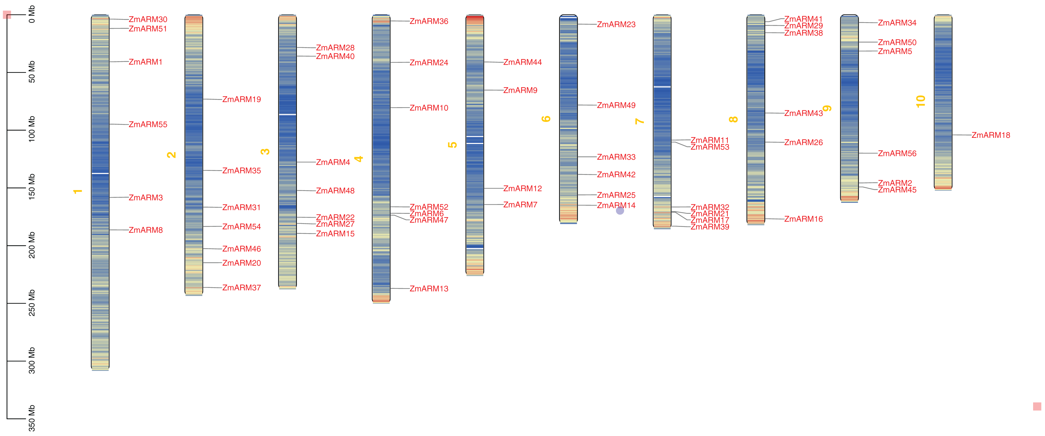 Exploring the roles of ZmARM gene family in maize development and ...