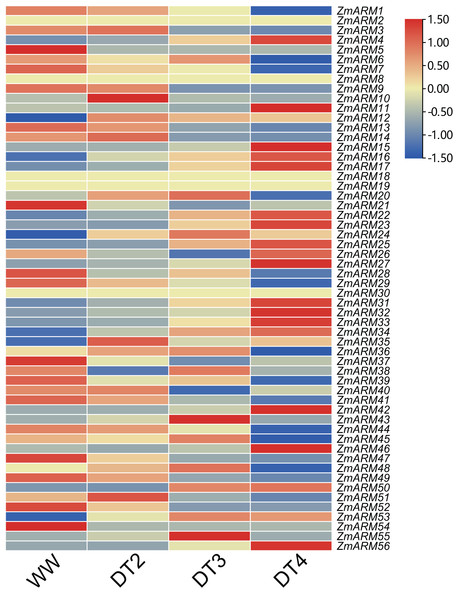 Expression analysis of ZmARM genes under three different drought degree stresses.