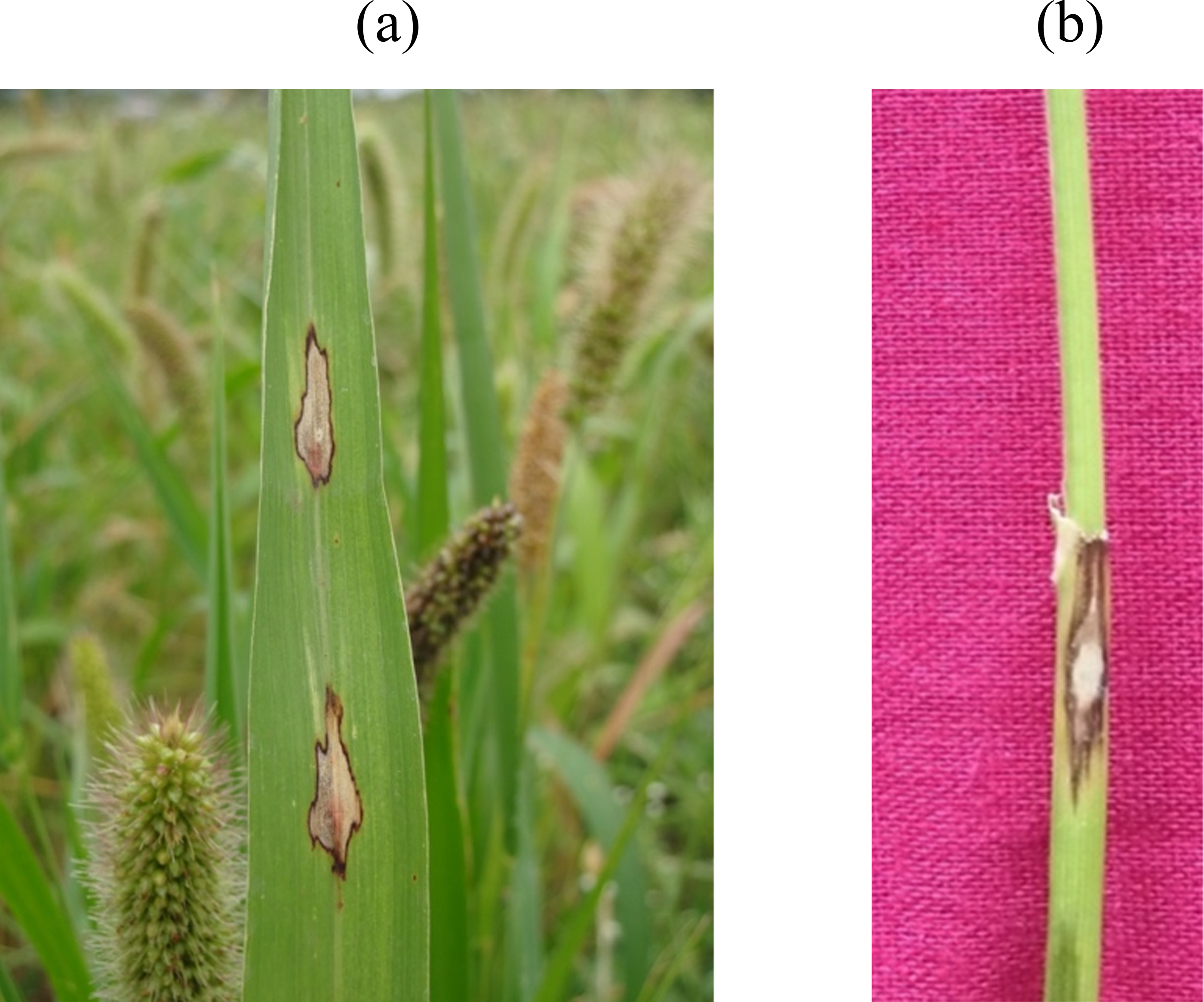 Analysis of genetic diversity and population structure of Magnaporthe  grisea, the causal agent of foxtail millet blast using microsatellites  [PeerJ]