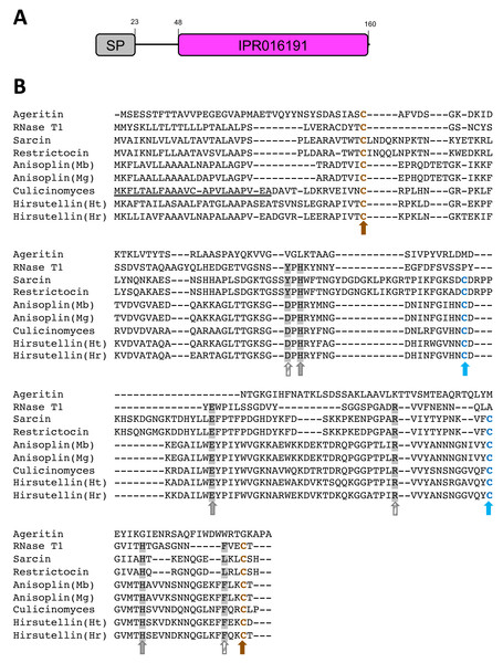 Predicted protein sequence for the Culicinomyces clavisporus Hirsutellin ortholog, inferred from full-length cDNA sequence analysis.