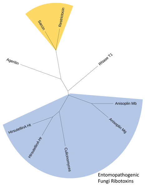 Consensus cladogram depicting clustering of fungal ribotoxins inferred using both alignment-independent methods (CLUSS2) and alignment-based phylogeny reconstruction approaches (UPGMA).