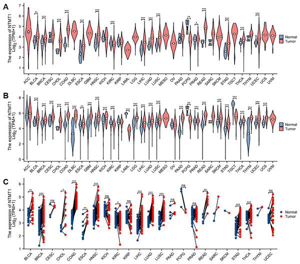 NTMT1 mRNA expression in various tumors.