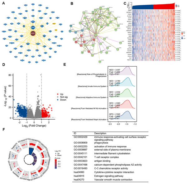 NTMT1-related gene enrichment analysis.