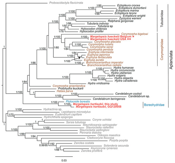 Analysis of phylogenetic position of Margelopsis haeckelii and Margelopsis hartlaubii in Aplanulata.