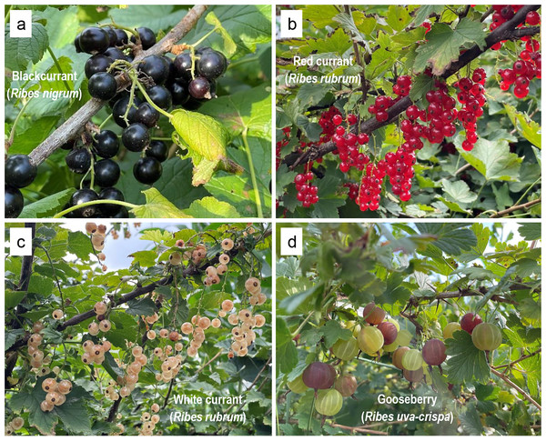 Morphology of the four Ribes taxa.