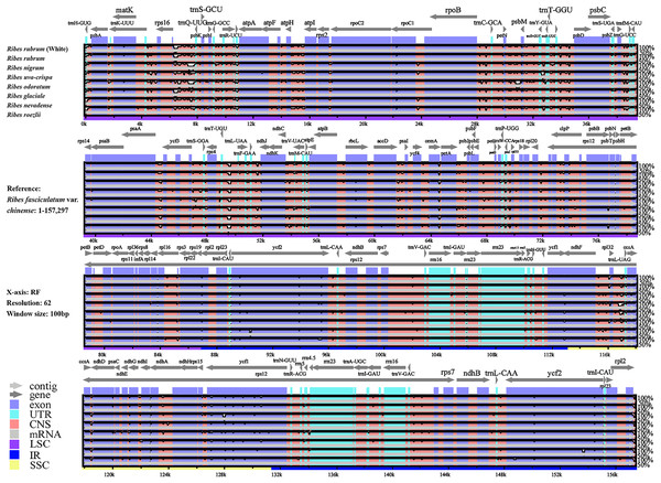 Global alignment of the nine Ribes cp genomes.