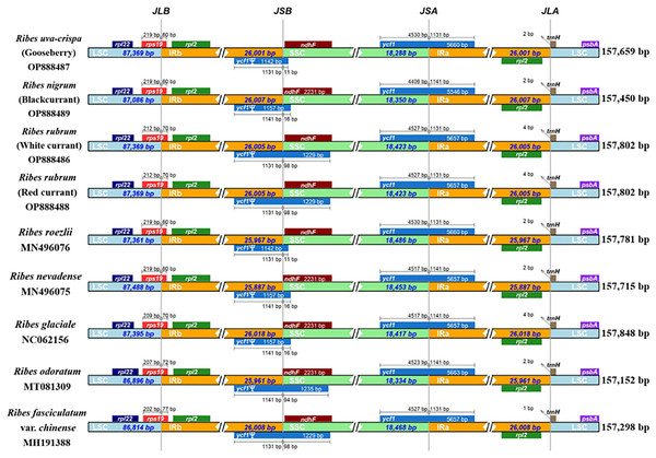 Comparison of LSC, SSC, and IR region boundaries in the nine Ribes cp genomes.