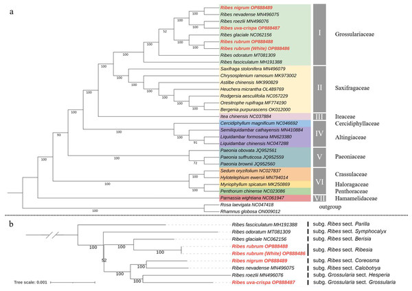 Chloroplast phylogeny of Saxifragales and Ribes.