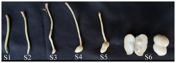 The phynotype of peg and pod at different developmental stages.