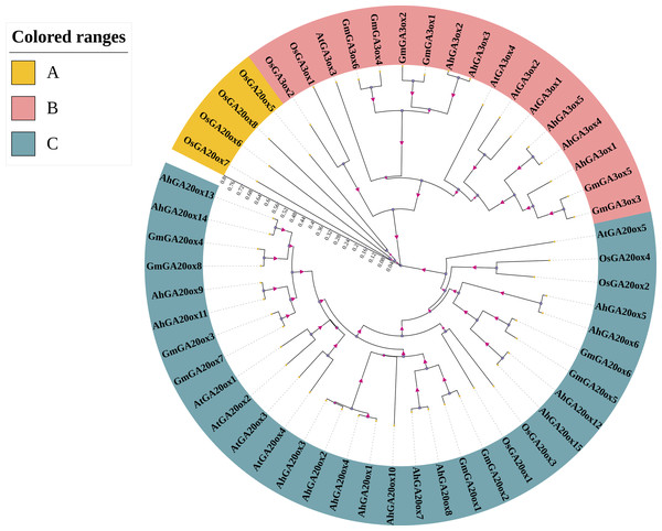 Phylogenetic analysis of GA20ox and GA3ox protein in Arabidopsis Thaliana (At), rice (Os), soybean (Gm) and peanut (Ah).
