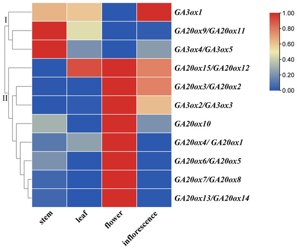 Expression analysis of AhGA20ox and AhGA3ox genes in different tissues of peanut plants.