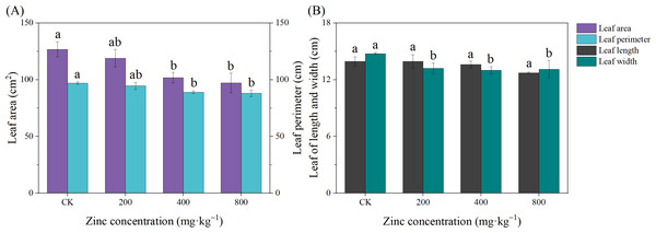 Effect of exogenous Zn on the leaf growth of P. edulis Sims f. edulis seedlings.