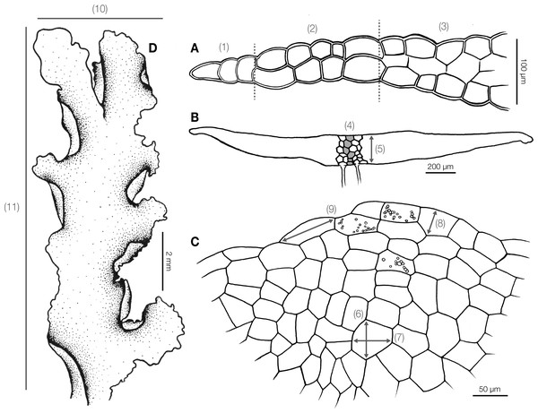 Diagram illustrating morphological and anatomical measurement of Aneura specimens.