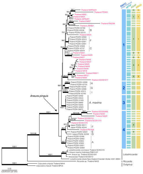 Maximum Likelihood tree of Aneura species from the concatenated dataset of ITS2, trnL-trnF, trnH-psbA and rbcL and the results of species delimitation using GMYC, bPTP, ASAP, and ABGD methods.