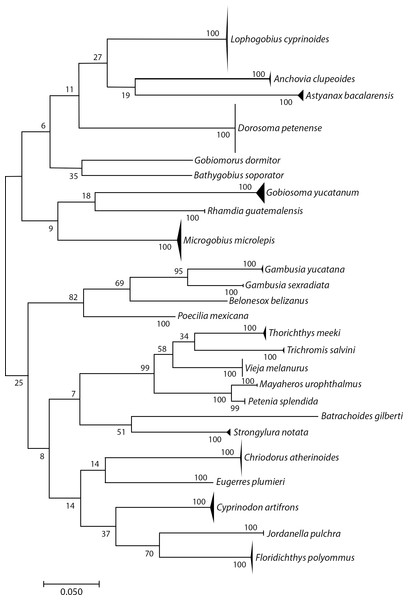 Simplified neighbor-joining tree showing the species identified using the COI gene.