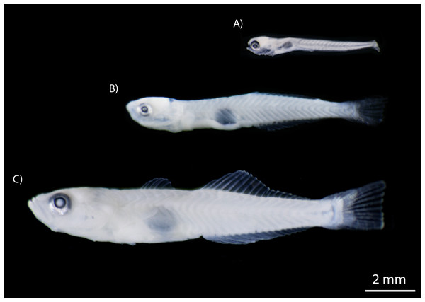 Developmental stages of M. microlepis larvae captured in the Chile Verde Lagoon.