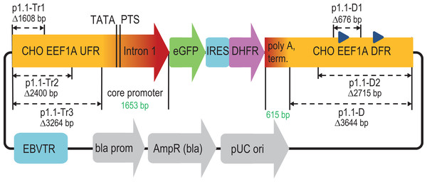 Scheme of deletions for p1.1 expression plasmid in the upstream and downstream flanking regions of the EEF1A1 gene.