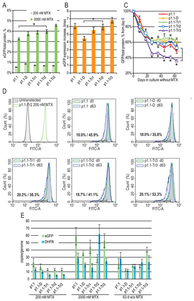 Enhanced green fluorescent protein (eGFP) expression level in stably transfected (200 nM MTX), gene-amplified cell cultures (2,000 nM MTX), and during long-term cultivation without MTX for EEF1A1 promoter-based plasmids.