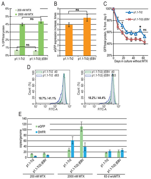 EGFP expression level dynamics for EEF1A1 promoter-based plasmid p1.1-Tr2 with and without EBVTR genetic element.