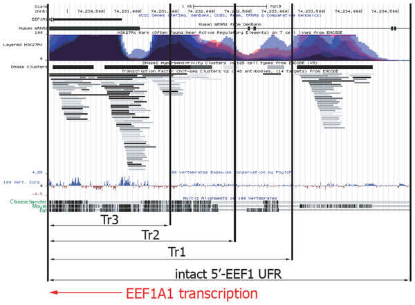 Functional map of upstream part of human EEF1A1 gene according to ENCODE project data.
