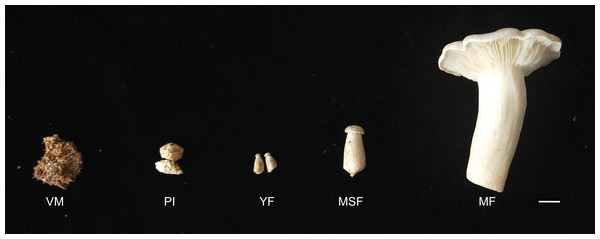 L. decastes samples were collected from randomly selected bags at five developmental periods.