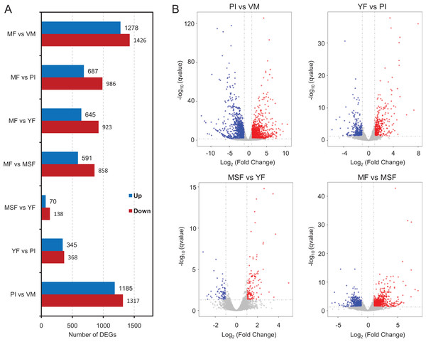 Analysis of differentially expressed genes between different development stages in L. decastes.