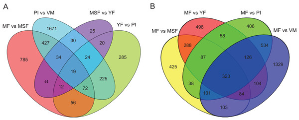 Venn diagrams of different pairwise comparisons were introduced to show the statistics of the differentially expressed genes in more detail.