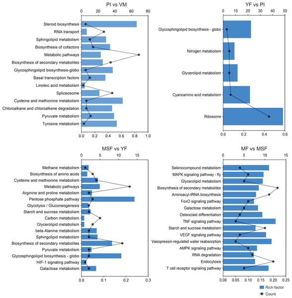 In order to further evaluate the biological functions of the DEGs and summarize the biological pathways related to the fruiting process, the DEGs in each comparison were matched to the KEGG database.