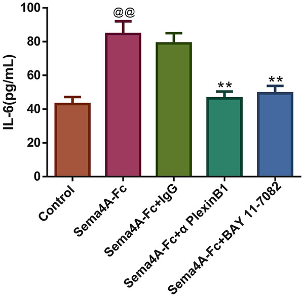 Sema4A increased IL-6 production by upregulating the NF-κB pathway in LC cells.