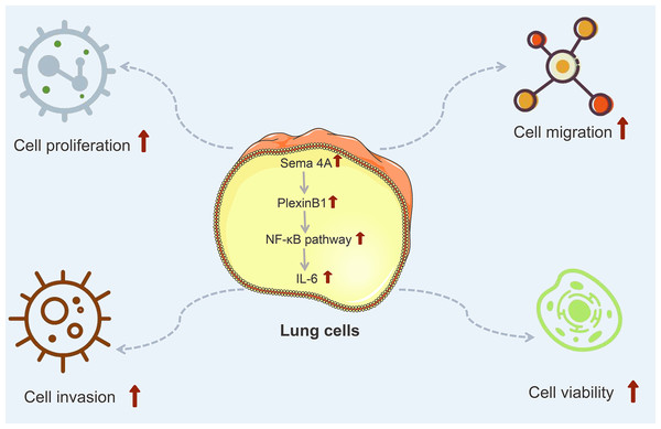 The mechanism model diagram of Sema4A promotes LC development.