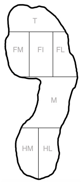 Seven plantar area’s according to the Zebris 7-foot tone model.
