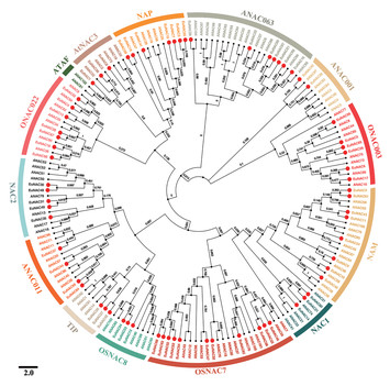 Pdf Comprehensive Genomic Characterization Of Nac Transcription