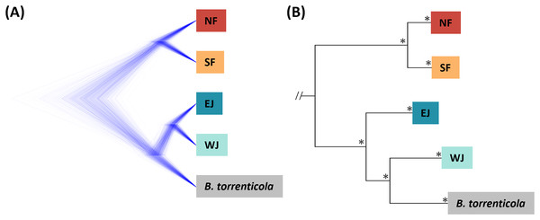 (A) Densitree diagram representing the species tree obtained from SNAPP using SNPs. (B) The phylogenetic tree using mitochondrial cytochrome b sequences.