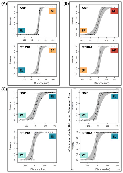 The maximum-likelihood clines fitted on nuclear genomic average ancestry and mitochondrial allele frequencies along three different transects of sub-datasets, (A) SF–EJ, (B) NF–SF, and (C) EJ–WJ.