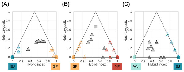 Triangle plots of the hybrid index versus heterozygosity of individuals based on selected ancestry-informative SNP markers (Fst = 1) for sub-datasets, (A) SF–EJ, (B) NF–SF, and (C) EJ–WJ.