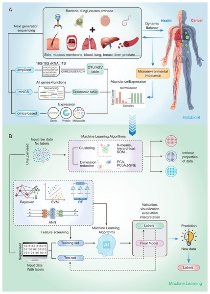 Schematic diagram of disease prediction modeling with microbiome data.