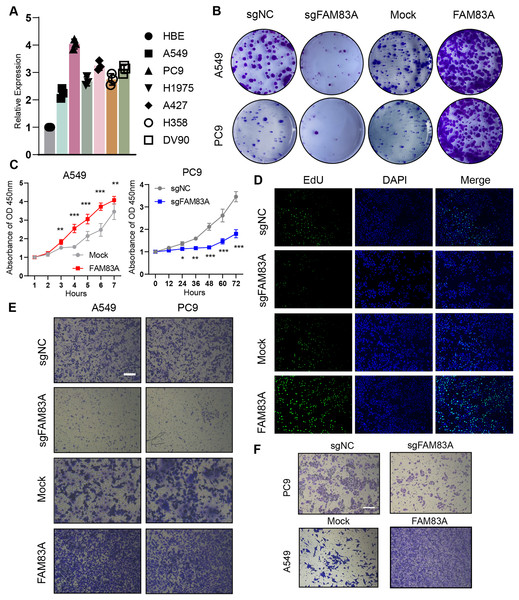 The function of FAM83A in vitro.