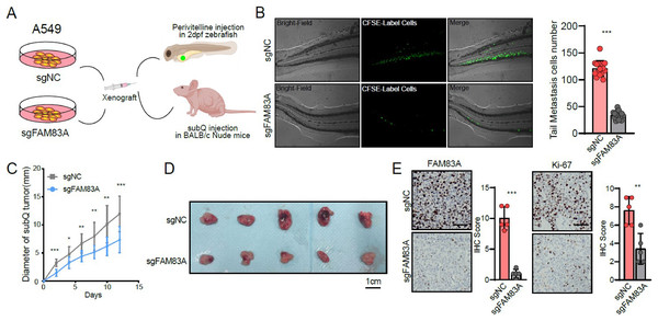 The function of FAM83A in vivo.