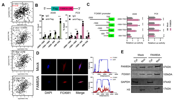 FAM83A hijacks the transcriptional regulation of FOXM1.