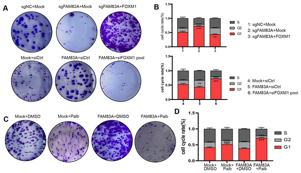 FAM83A regulates cell cycle dependent on FOXM1.