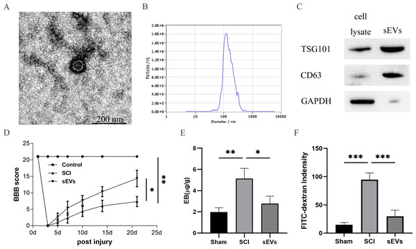 hUC-MSCs-sEVs attenuate SCI-induced BSCB disruption.