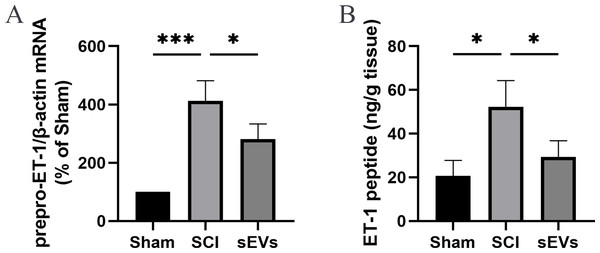 hUC-MSCs-sEVs increase SCI-induced ET-1 production.