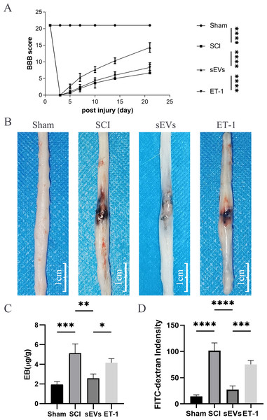 ET-1 is involved in the effects of hUC-MSCs-sEVs on SCI repair.