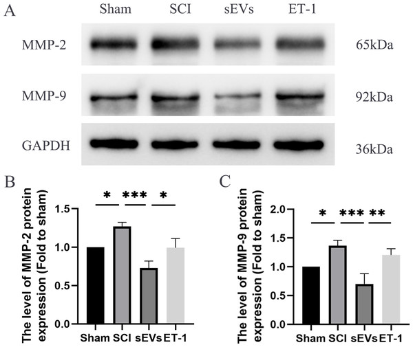 hUC-MSCs-sEVs decreases expression of inflammatory mediators in SCI rats by down-regulation of ET-1.
