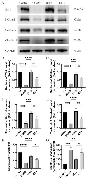 hUC-MSCs-sEVs increase the expression of junction proteins in endothelial cells after OGD/R by down-regulation of ET-1.