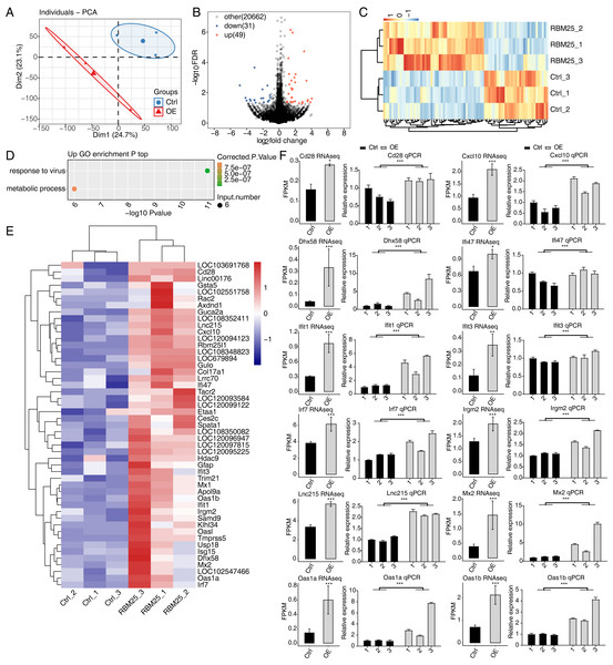 RBM25 regulates gene expression in H9c2 cells.