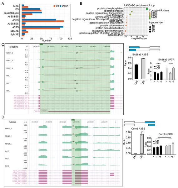 RBM25 regulates gene alternative splicing in H9c2 cells.