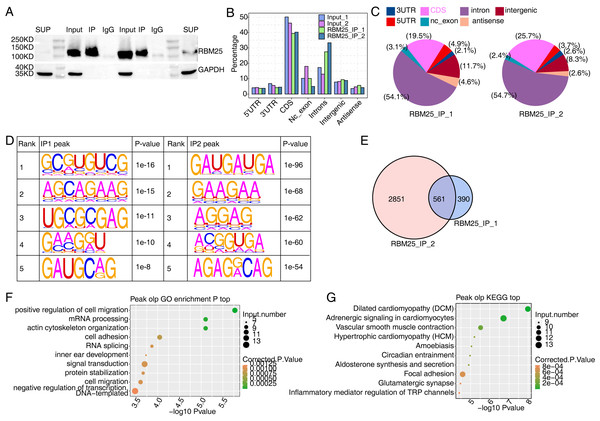 Characterization of the RBM25-RNA interaction profile by iRIP-seq analysis.