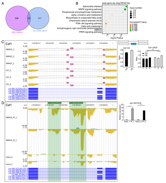 RBM25 binds to mRNA and regulates its alternative splicing.