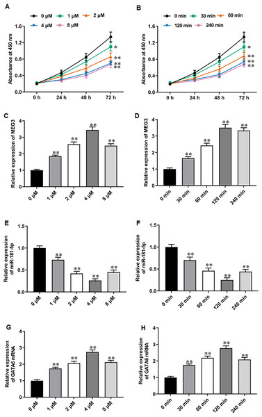 Niraparib treatment upregulated MEG3 and GATA6, and downregulated miR-181-5p expression in PCa cells.